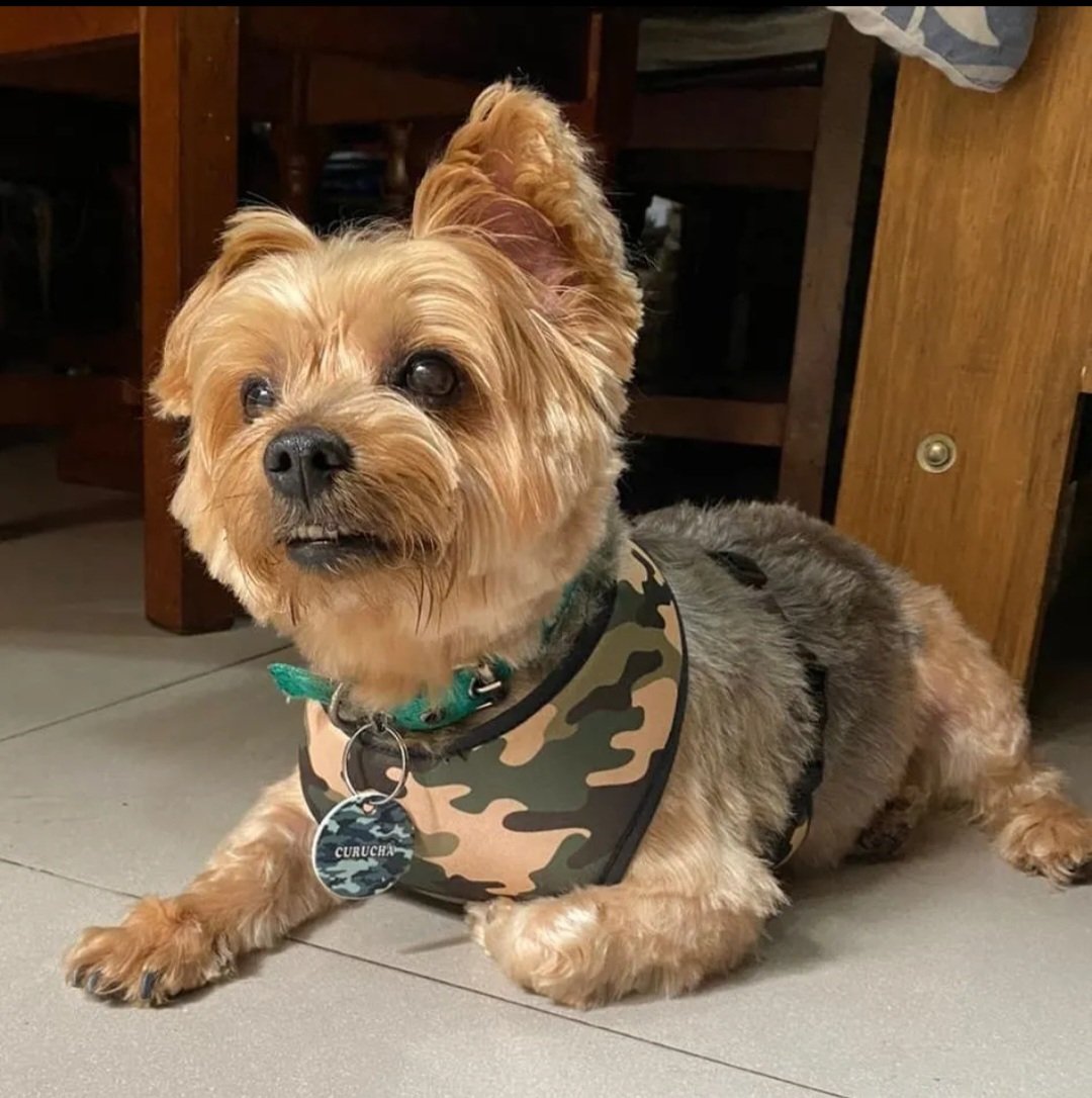 2025/09/1000433911-1.jpg pretal camuflado verde