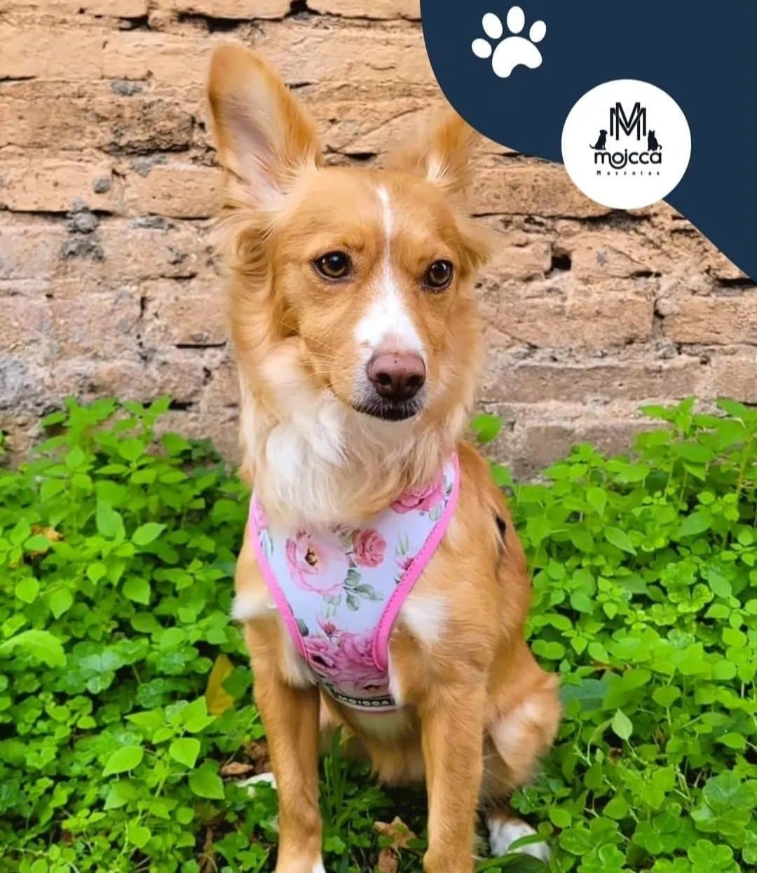 pretal rosas pretal rosas