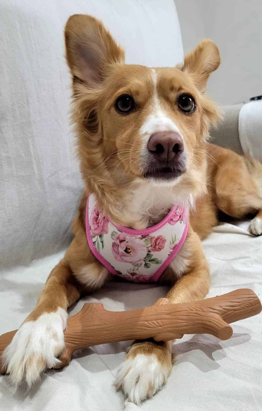 pretal rosas pretal rosas